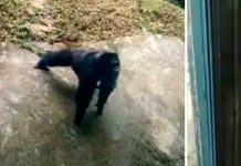 Chimpancé da 'catedra' de como se hace una rutina de 'lagartijas'