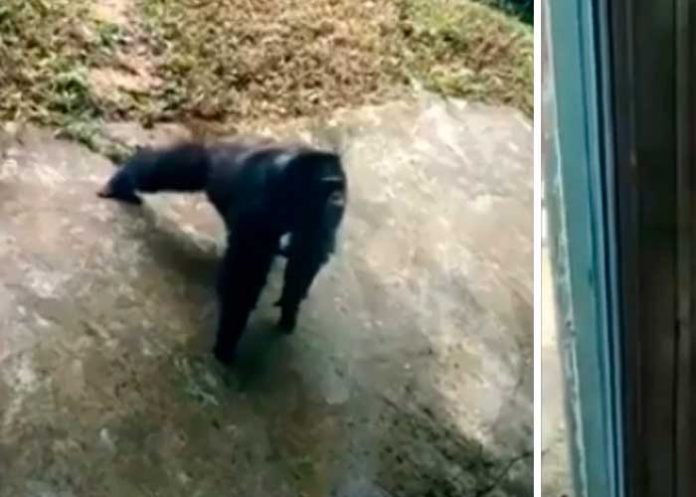 Chimpancé da 'catedra' de como se hace una rutina de 'lagartijas'