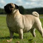 «Fue por amor»: Joven hace tapete con la piel de su mascota muerta Un joven hace un tapete con la piel de su mascota muert