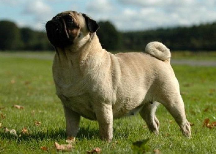 Un joven hace un tapete con la piel de su mascota muert