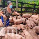 Entregan bonos de cerdas en Jinotega