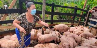 Entregan bonos de cerdas en Jinotega
