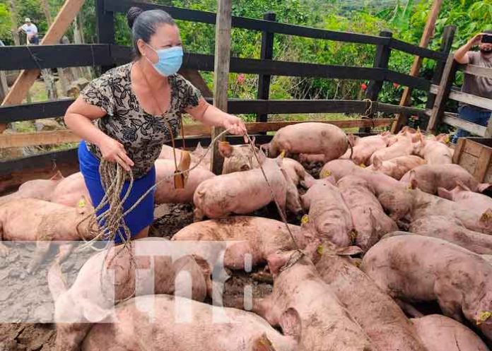 Entregan bonos de cerdas en Jinotega