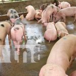 Entregan bonos de cerdas reproductoras en Estelí