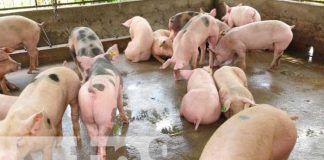 Entregan bonos de cerdas reproductoras en Estelí