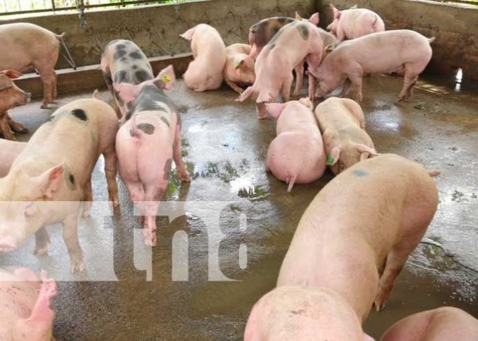 Entregan bonos de cerdas reproductoras en Estelí
