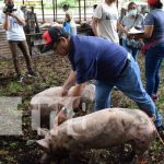 Entrega de bono de cerdas para familias en León