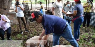 Entrega de bono de cerdas para familias en León