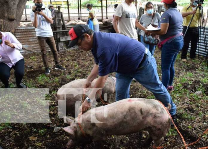 Entrega de bono de cerdas para familias en León