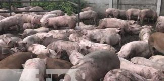 Cerdas reproductoras que se entregan a familias de Rivas