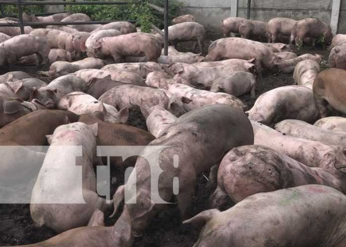 Cerdas reproductoras que se entregan a familias de Rivas