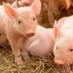 ¡Impactante imágenes ! Nace un "aterrador" cerdito en una granja