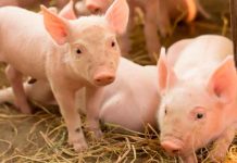 ¡Impactante imágenes ! Nace un "aterrador" cerdito en una granja