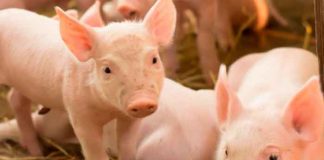 ¡Impactante imágenes ! Nace un "aterrador" cerdito en una granja