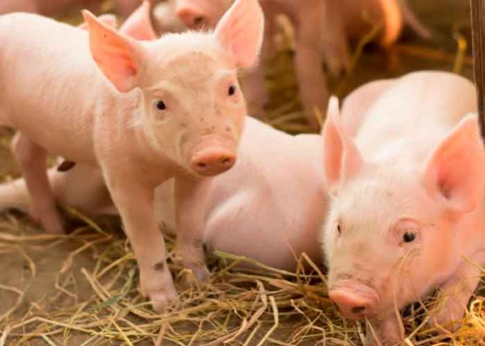 ¡Impactante imágenes ! Nace un 