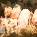 Efectúan feria porcina en el municipio de Mateare Los cerdos que han logrado reproducir gracias al programa de inseminación artificial