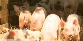 Los cerdos que han logrado reproducir gracias al programa de inseminación artificial