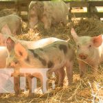 Los cerdos que han logrado reproducir gracias al programa de inseminación artificial