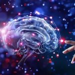 Minicerebros desarrollan ojos que pueden ver Científicos desarrollan minicerebros con ojos