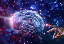 Minicerebros desarrollan ojos que pueden ver Científicos desarrollan minicerebros con ojos