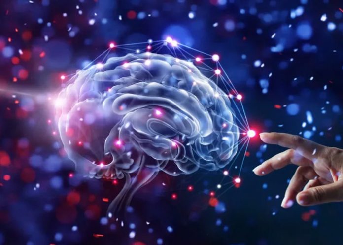 cere-2 Científicos desarrollan minicerebros con ojos