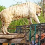 Chile: Trabajadora de un zoológico muere por el ataque de un tigre