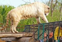 Chile: Trabajadora de un zoológico muere por el ataque de un tigre Chile: Trabajadora de un zoológico muere por el ataque de un tigre
