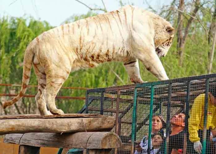 Chile: Trabajadora de un zoológico muere por el ataque de un tigre