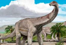 Hallan dos nuevas especies de dinosaurios gigantescos en China Nuevas especies de Dinosaurios en China