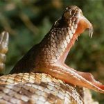 Extraña cobra de dos cabezas es encontrada en la India (FOTO)