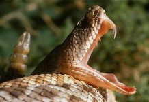 Extraña cobra de dos cabezas es encontrada en la India (FOTO) Extraña cobra de dos cabezas es encontrada en la India (FOTO)