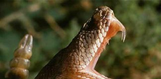 Extraña cobra de dos cabezas es encontrada en la India (FOTO)