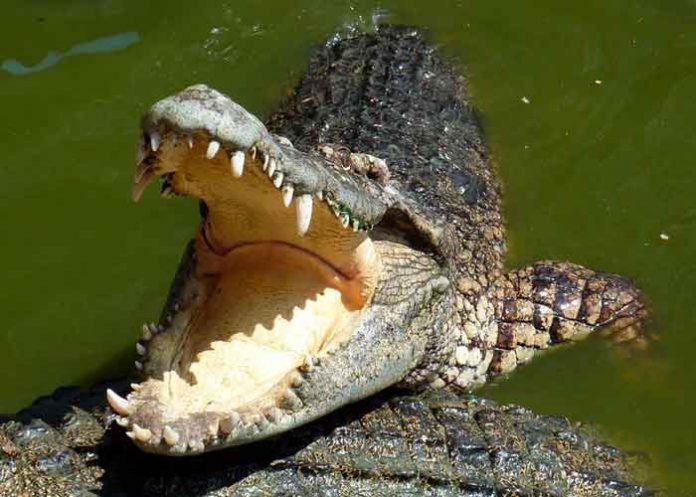 Un cocodrilo muerde y arrastra a su entrenadora hacia el agua / Imagen referencial / Pixabay