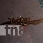 Pobladores de Chinandega encuentran cocodrilo