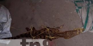 Pobladores de Chinandega encuentran cocodrilo