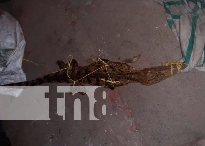 cocodrilo-002 Pobladores de Chinandega encuentran cocodrilo