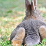 Rescatan al conejo más raro del mundo en Indonesia Foto: Rescatan especie más rara de animal en Indonesia/ TN8