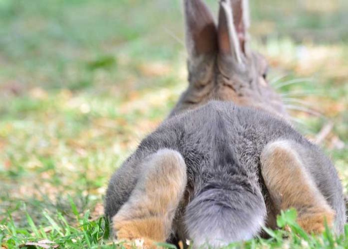 Foto: Rescatan especie más rara de animal en Indonesia/ TN8