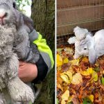 El peculiar caso de un conejo que fue abandonado y ‘nunca’ suelta su peluche Este conejo que fue abandonado 'nunca' suelta su peluche