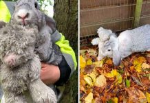 Este conejo que fue abandonado 'nunca' suelta su peluche