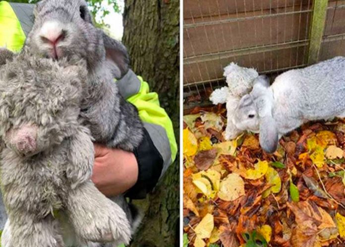 Este conejo que fue abandonado 'nunca' suelta su peluche