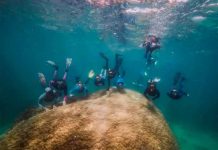 Submarinistas hallan un coral gigante de 400 años en Australia