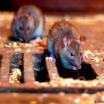 Estudio revela que variante Beta del COVID-19 afecta a ratones Estudio revela que variante Beta del COVID-19 afecta a ratones