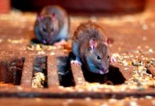 Estudio revela que variante Beta del COVID-19 afecta a ratones Estudio revela que variante Beta del COVID-19 afecta a ratones