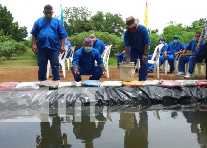Fomento a la crianza de peces con los reos en Tipitapa