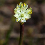 Descubren nueva planta carnívora que crece cerca de las ciudades Foto: Descubren nueva planta carnívora que crece cerca de las ciudades / Referencia