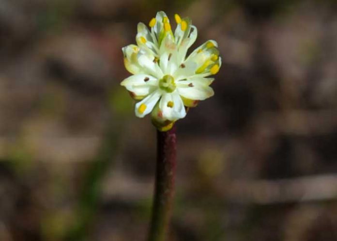 Foto: Descubren nueva planta carnívora que crece cerca de las ciudades / Referencia