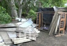 Gobierno envía ayuda a familias afectadas por caída de árbol en Ticuantepe Foto: Gobierno envía ayuda a familias afectadas por caída de árbol en Ticuantepe / TN8