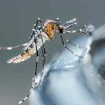 Honduras: Salud registra una baja del 50% en casos de dengue Honduras: Salud registra una baja del 50% en casos de dengue