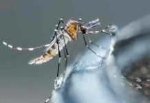 Honduras: Salud registra una baja del 50% en casos de dengue